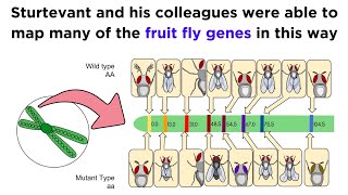 Gene Linkage and Genetic Maps [upl. by Anilasor397]