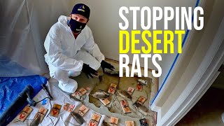 How to GET RID OF RATS that eat through bathtub pipes [upl. by Pan]