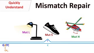 DNA Mismatch repair [upl. by Nnyliram]