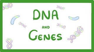 GCSE Biology  DNA Part 1  Genes and the Genome 63 [upl. by Bose771]