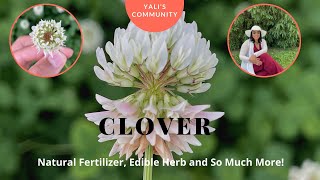 White Clover Trifolium repens Natural Fertilizer Herb amp so Much More Let’s Harvest amp Make Tea [upl. by Eednil]