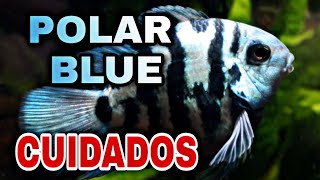 Cuidados del Ciclido Polar Blue [upl. by Reynold]