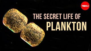 The Secret Life of Plankton [upl. by Hinkel]