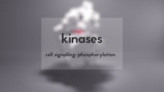 Cell signalling kinases amp phosphorylation [upl. by Ennaihs]