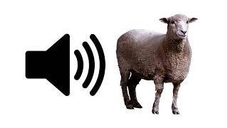 Sheep  Sound Effect  ProSounds [upl. by Pasadis]