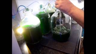 How to Culture Phytoplankton [upl. by Brie]