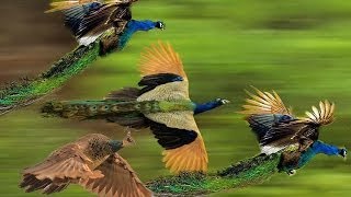 Peacock Dance Display  Peacocks Opening Feathers HD amp Bird Sound [upl. by Nrublim330]