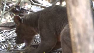 What is a Fossa  Madagascar [upl. by Berkman]