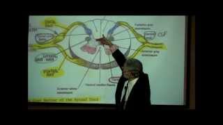 THE SPINAL CORD amp SPINAL TRACTS PART 1 by Professor Fink [upl. by Quiteri890]