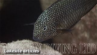 Lake Tanganyika Cichlids in the Wild HD 1080p [upl. by Ahsinauq]