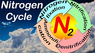 Nitrogen cycle  Simple illustration and explanation [upl. by Riffle]