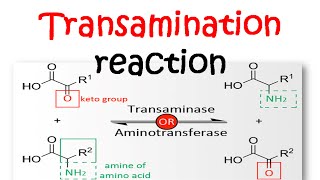 Transamination reaction mechanism [upl. by Groos]