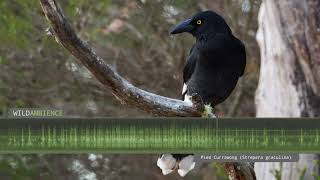 Pied Currawong Calls amp Sounds [upl. by Baum]