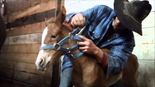 Foal Halter Training [upl. by Deckert]