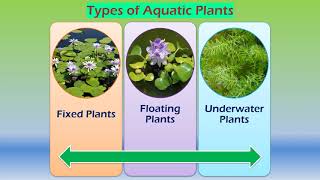 Adaptations in aquatic plants [upl. by Verdi]