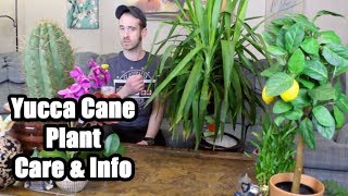 Caring for a Yucca Cane Plant [upl. by Anilram]