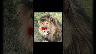 4K The Strongest Lion  Scarface  Lady Gaga  Bloody Mary scarface [upl. by Znerol]