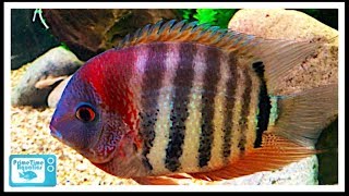 Severum Cichlid Care and Breeding A Large Center Piece Fish [upl. by Mauralia]