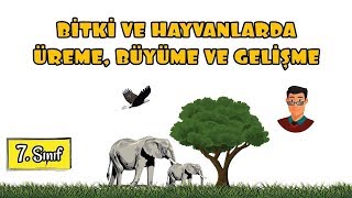 Bitki ve Hayvanlarda Üreme Büyüme ve Gelişme  7 Sınıf [upl. by Anotyal543]