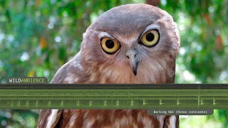 Barking Owl  Sounds amp Calls [upl. by Diaz]