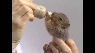 Bob Ross feeds Peapod the squirrel [upl. by Nenney]