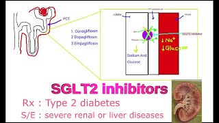 SGLT2 inhibitors  Canagliflozin Dapagliflozin Empagliflozin  Mechanism of action [upl. by Yenobe68]