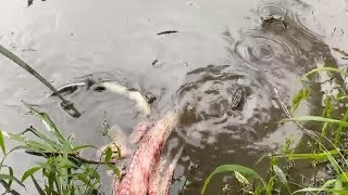 Baby Alligators Death Roll To Eat Fish [upl. by Aneetsyrk743]