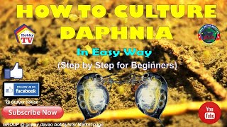 HOW TO CULTURE DAPHNIA In Easy Way [upl. by Grados]