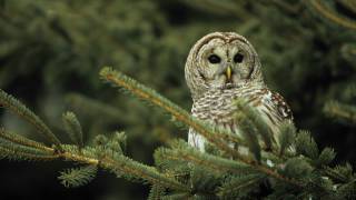 Voices Barred Owl [upl. by Eedna519]