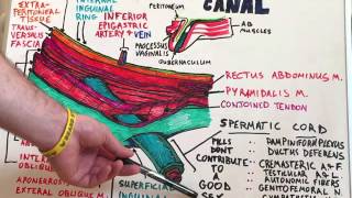 Inguinal Canal  Anatomy Lecture for Medical Students  USMLE Step1 [upl. by Koralie]