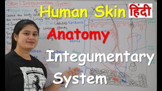 Human Skin  Integumentary system Anatomy in Hindi  Structure  Layers  Functions  Part1 [upl. by Rahab]