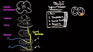 The Spinothalamic Tract [upl. by Grubb]