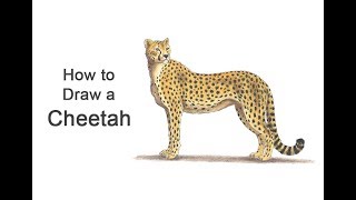 How to Draw a Cheetah Color [upl. by Nyrem]