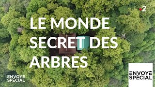 Envoyé spécial Le monde secret des arbres  7 mars 2019 France 2 [upl. by Diella492]