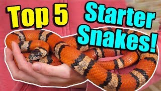 The Top 5 BEST Beginner Snakes [upl. by Hairej]