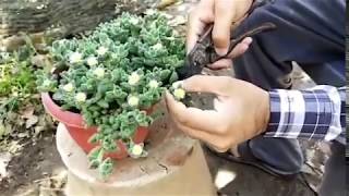 How to propagate Delosperma Echinatum Pickle Plant [upl. by Thorin]