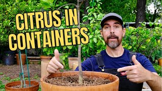 TIPS FOR PLANTING CITRUS TREES IN CONTAINERS [upl. by Inaluahek]