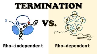 Prokaryotic Transcription TERMINATION  Rhodependent and Rhoindependent termination [upl. by Dylana]