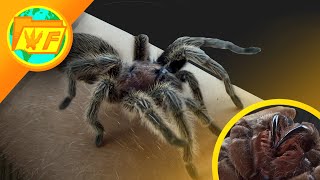 How DANGEROUS are Tarantulas [upl. by Kentigera]