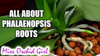 Understanding Phalaenopsis Orchid roots  All you should know [upl. by Katzen]