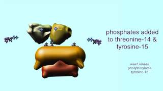 CELL CYCLE CYCLINS amp CYCLIN DEPENDENT KINASES [upl. by Anetta]