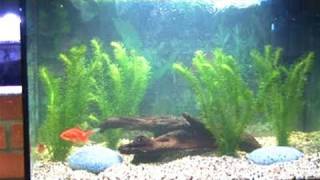 How To Clean A Fish Tank [upl. by Enirol]