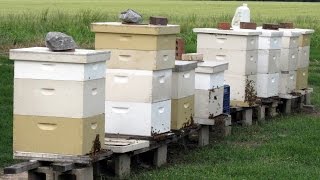 Beekeeping for Beginners  Really [upl. by Virge]