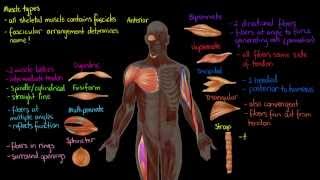 Muscle Types [upl. by Sirahc]