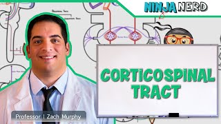 Neurology  Descending Tracts Corticospinal Tract [upl. by Huntingdon]