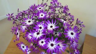 Senetti Care [upl. by Aziaf]