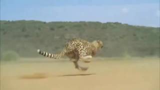 Cheetah Running Full Speed Awesome Speed [upl. by Suiram803]