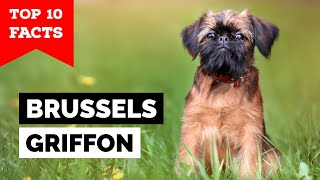 Brussels Griffon  Top 10 Facts [upl. by Dyanna]