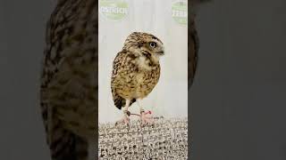 Burrowing Owl  Owl Calls and Sounds [upl. by Auod]