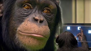 Chimp vs Human  Memory Test  BBC Earth [upl. by Odlabu250]